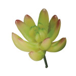 Succulent Echeveria vert clair 5,5 x 6,5 cm