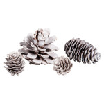 Cônes de Pin Sapin Mélèze 25 pcs